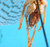 CollectionObject 1502287; 2e731a57-6b66-4112-9b94-fc8edfec5aef: male abdomen tip, ventral view. (CollectionObject).
