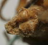 CollectionObject 1535038; 52052e5a-2fc6-48f8-829e-a9d8ab7a1da0: male abdomen tip, ventral view (holotype). (CollectionObject).