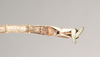 CollectionObject 1557900; NHMUK(SF IMPORT DUPLICATE) 844867, 13638891-8274-486e-bc7c-104307b25cb8: copyright Natural History Museum, London. male: end of abdomen, ventral view (holotype). (CollectionObject).