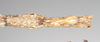 CollectionObject 1557433; NHMUK(SF IMPORT DUPLICATE) 844930, ae911a28-f49d-4ed8-bcfe-603443d84339: copyright Natural History Museum, London. female: end of abdomen, ventral view of synonym Bactrododema aculiferum (syntype). (CollectionObject).