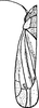 Habitus, dorsal view on Erythridula sincera (Johnson, 1935): Habitus. (Observation).