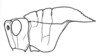 Fig. 5A. head and protnotum, lateral view. Depicts Xyleus discoideus discoideus (Serville, 1831), an Otu.