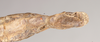 CollectionObject 1560632; NHMUK(SF IMPORT DUPLICATE) 845139, 9a2db723-7603-46b6-9b6c-c654ddfdce00: copyright Natural History Museum, London. female of synonym Aschipasma catadromus: end of abdomen, ventral view (lectotype). (CollectionObject).