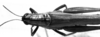 CollectionObject 1564559; a1db70fe-5355-4e4e-bf15-7c4c5de491ee: Image Carbonell, C.S. female, dorsal view (paralectotype). (CollectionObject).