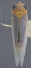 Habitus, dorsal view on Cicadulina (Cicadulina) bipunctata (Melichar, 1904): Dorsal. (Observation).