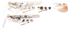 Heliastus sumichrasti (Saussure, 1861): (Otu).