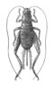 Pseudomogoplistes squamiger (Fischer, 1853): Fig. 362. female, dorsal view. (Otu).