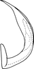 Aedeagus, lateral view on Drabescoides nuchalis (Jacobi, 1943): Aedeagus, lateral view. (Observation).