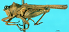 CollectionObject 1581427; 389baed5-92e7-4a80-bf5c-25ff50dff2a7: male, lateral view (paratype). (CollectionObject).