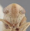 Head on Athysanella (Gladionura) nacazarana (Osborn, 1930): Head. (Observation).
