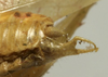 CollectionObject 1535904; bfbf330f-6025-47b1-a31c-a7273169fd67: male subgenital plate. (CollectionObject).