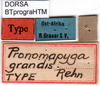 CollectionObject 1500589; 77363a4d-0dfb-4569-bed8-b35556572544, DORSA BTprograHTM: labels (holotype). (CollectionObject).