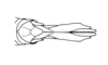 Tropidacris descampsi Carbonell, 1986: Fig. 36A. female ovipositor, dorsal view. (Otu).