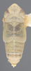 Habitus, dorsal view on Athysanella (Gladionura) emarginata (Osborn, 1930): Dorsal - male. (Observation).
