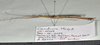 CollectionObject 1597623; 1227ee60-e035-4146-a26a-39f230449c45: copyright QM. male, lateral view (paratype). (CollectionObject).;CollectionObject 1597624; 6b5b970a-6aa9-41d0-9cb6-d38e41ae4a2b: copyright QM. male, lateral view (paratype). (CollectionObject).
