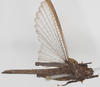 CollectionObject 1577199; f0ceecaa-1e17-4ca1-87fe-44af99477015: male, dorsal view (paratype). (CollectionObject).