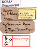 labels (syntype of Gomphocerus livoni). Depicts CollectionObject 1530740; 3aec45ab-da1a-48c9-85df-a607410a5ac6, a CollectionObject.