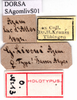 CollectionObject 1530740; 3aec45ab-da1a-48c9-85df-a607410a5ac6: labels (syntype of Gomphocerus livoni). (CollectionObject).