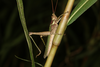 FieldOccurrence 3697; f7ed6d48-5269-4790-8253-87e1d60b8f14; Argentina
Parque Nacional El Impenetrable, 2019/12/24: (FieldOccurrence).