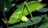 Lamprophyllum micans Hebard, 1924: male (Costa Rica, Heredia Prov., La Selva). (Otu).