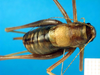 CollectionObject 1501981; 8c007038-b6d7-42a4-b5a1-563849f6d2a4: female, dorsal view. (CollectionObject).