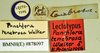 Hyposphaeria stylifera (Burmeister, 1838): Lectotype, male, labels. BMNH(E)#878097. (Otu).