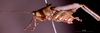 CollectionObject 1531397; c849ea2c-efb2-4e01-b410-5198dcfa3511: male, lateral view (holotype). (CollectionObject).