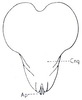 Atractomorpha acutipennis acutipennis (Guérin-Méneville, 1844): Fig. 29.8. phallic complex, dorsal view, epiphallus and ectophallic membrane removed. (Otu).