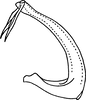 Aedeagus, lateral view: !! display not done !! on Hecalus paykulli (Stål, 1854): Aedeagus, lateral view. (Observation).