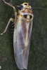 Habitus, dorsal view on Arboridia (Arboridia) simillima (Wagner, 1939): Habitus (female). (Observation).