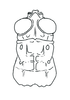 Robustusacris balzapambae (Rehn, 1913): head and pronotum, dorsal view. (Otu).