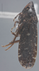 Habitus, lateral view on Allonolla smithi Young, 1977: Lateral. (Observation).