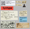 CollectionObject 1538079; 20db3328-83a4-484b-8da1-f3428c86a7fe: labels (holotype). (CollectionObject).