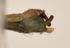 CollectionObject 1559688; 5234bfee-7bdd-45f1-9f4c-158ea6699db1: copyright OUMNH. male: end of abdomen, ventral view of synonym Necroscia marmessus (lectotype). (CollectionObject).