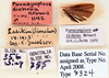 Hemithyrsocera dichroa (Hebard, 1929): Photo by Heidi Hopkins. labels. (Otu).