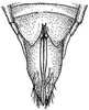 Ovipositor: !! display not done !! on Chlorotettix necopinus Van Duzee, 1893: female pygofer, ventrally. (Observation).
