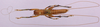 CollectionObject 1479285; 7947b4cd-1be6-438a-aff0-93b78a333cbe, cbt017s03: specimen cbt017s03 or possibly cbt017s05. male, dorsal view (paratype). (CollectionObject).