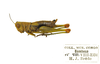 Digentia rufogeniculata (Bolívar, 1911): Digentia rufogeniculata (Bolívar, 1911), non-type female, lateral view, from RMCA:. Digentia rufogeniculata (Bolívar, 1911), non-type female, lateral view, RMCA: Belgium: Tervuren, Royal Museum of Central Africa,lateral view, Photo of Dr Rowell CHF., 20.07.2023. (Otu).