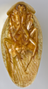 CollectionObject 1568241; aa7d02da-1947-4802-baad-28dbb50bb59d: Photo by Heidi Hopkins. Holotype, adult male, ventral habitus. (CollectionObject).