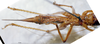 CollectionObject 1541593; d94bd1d0-a3ea-4372-80fc-63b33b363eda, MNHN3225812: female ventral view (allotype). (CollectionObject).