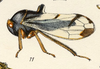 Habitus, lateral view: !! display not done !! on Lophyraspis scutellata (Fowler, 1896): (Observation).