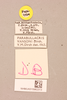 CollectionObject 2046885; a81b604c-e539-42a4-bc62-7cbf31bc0bda, NHMUK015982313: labels (paratype of Parabullacris vansoni). (CollectionObject).