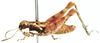 Brownacris microptera Dirsh, 1958: male, lateral view. (Otu).