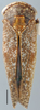 Habitus, dorsal view: !! display not done !! on Baroma reticulata Oman, 1938: Baroma reticulata, dorsally (INHS). (Observation).