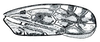 Forewing: Hebecephalus signatifrons, forewing. (Observation).