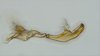 Aedeagus, lateral view: (Observation).