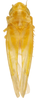 Habitus, dorsal view on Erythridula cuneata (Beamer, 1930): Habitus (holotype of E. stulta Auten & Johnson, OSU collection). (Observation).