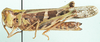 Oedaleus senegalensis (Krauss, 1877): female, lateral view. (Otu).