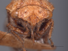 Head: !! display not done !! on Xantholobus inflatus (Van Duzee, 1908): (Observation).