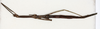 CollectionObject 1557865; NMW 780, fe89e5a8-ccc0-4a8b-923e-40f33bfad8bd: copyright NMW, Vienna. female, dorsal view (holotype). (CollectionObject).